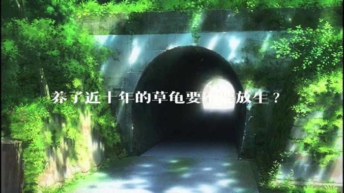 养了近十年的草龟要不要放生?